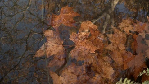 The reddish leaves of a tree fallen in the fall fall into the water Stock Footage 123047454