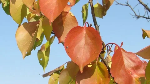Reddish leaves on the tree Stock Footage 143020588