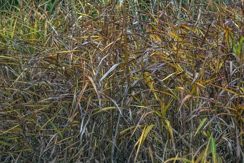 Reddish Little Bluestem Grass in the Fall Garden Stock Photos