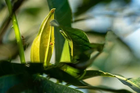 A reddish orange ant like insect perched on a leaf of a green plant 写真素材