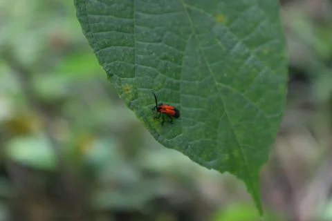 A reddish orange Lycidae beetle with a black spot on the wings and walks Foto stock