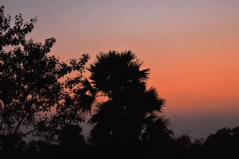Reddish orange sky with trees in the foreground Stock Photos