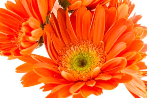 Reddish-orange Sunflowers Stock Photos