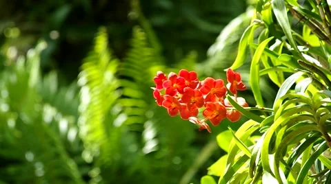 Reddish orchid on the green Stock Footage 51486415
