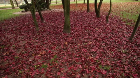 Reddish park with fallen leaves in autumn Stock Footage
