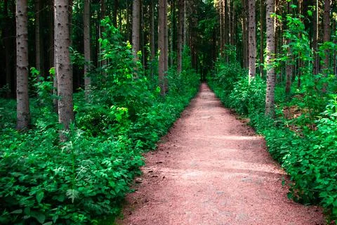Reddish perspective straight forest path through a spruce forest 스톡 사진