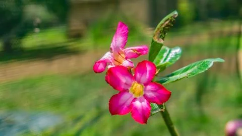 Reddish pink flower Stock Photos