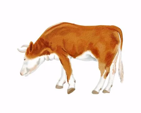 Reddish simmental cow. Stock Illustration