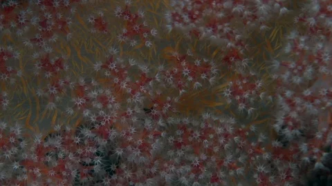 Reddish spiky soft coral (Dendronephthya sp.6) in the night on the sand Stock-Footage 98274199