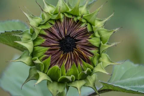 Reddish sunflower beginning to open Stock Photos