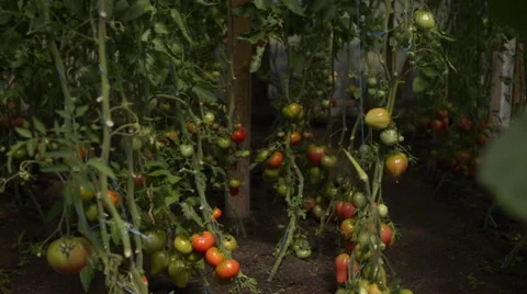 Reddish tomatoes in greenhouse Stock Footage 60658971