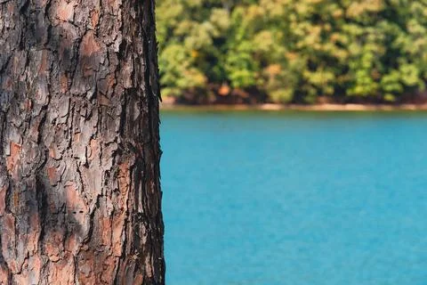Reddish tree bark and deep blue water at beach with changing leaves. Stock Photos