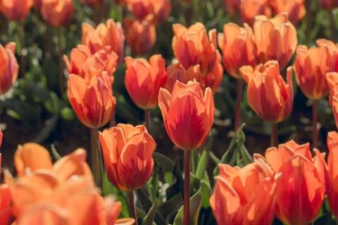 Reddish tulips close up Stock Photos