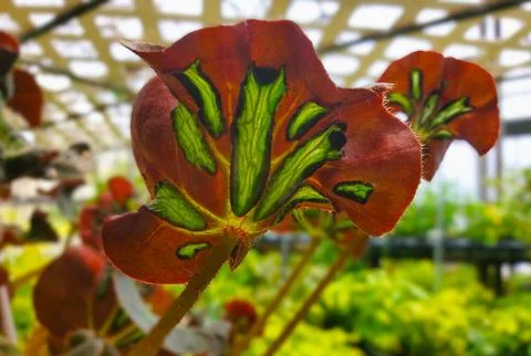 Reddish underside leaves of Begonia Cathedral with embedded bright green ve.. Stock Photos