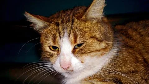 Reddish - white cat Stock Photos