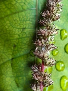 A reddish-white vegetable flower has a green background. It is a vegetable of Stock Photos