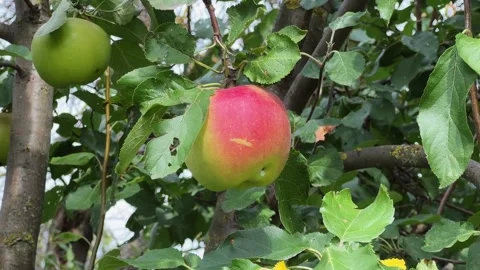 Reddish-yellow apple on a tree branch at sunny day Stock Footage 346477140