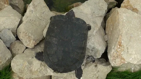 Redeared turtle in the reserve Video stock 34834874