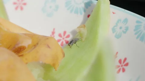 Redeye fly feeding off compost in a floral plate Stock Footage 338034642