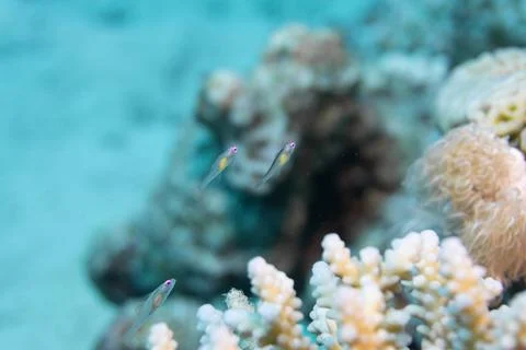 Redeye goby Stock Photos