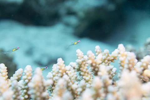 Redeye goby Stock Photos