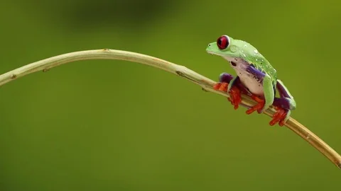 Redeyed treefrog HD 動画素材 84389568