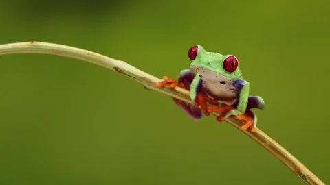 Redeyed treefrog2b HD 動画素材 89619666