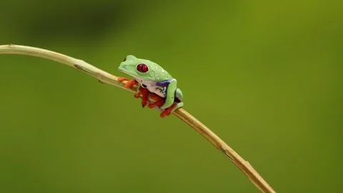 Redeyed treefrog3 HD 動画素材 84403127