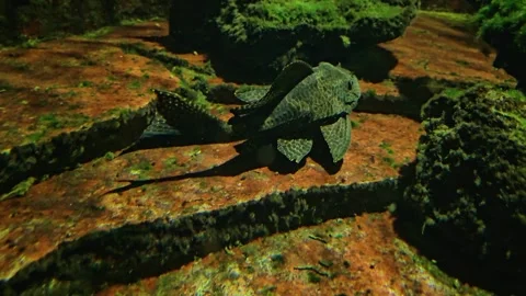 A Redfin Blackspot catfish Stock Footage 252656635