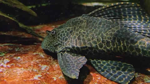 A Redfin Blackspot catfish Stock Footage 269838439