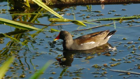 Redfish, aquatic bird Stock Footage 103056017