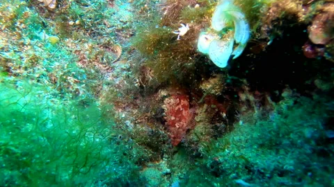The redfish camouflaged among the algae - 4K - ProRes Stock Footage 156539889