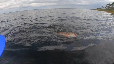 Redfish caught from kayak Stock Footage 232896039