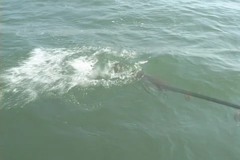 Redfish Fishing Stock Footage 1095451