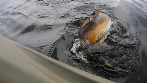 Redfish on Stock Footage 232893372