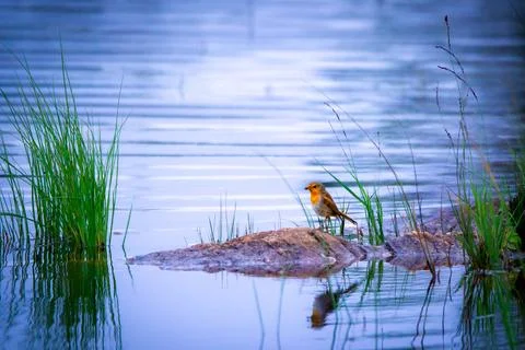 Redfish at the lake Stock Photos