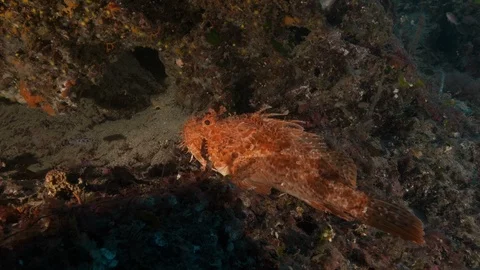 Redfish motionless on the rocky seabed, Giannutri, Italy Stock Footage 108109794