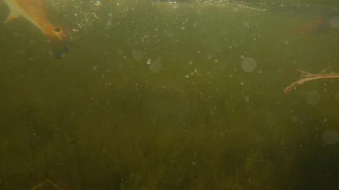 Redfish over and under view Stock Footage 232896288