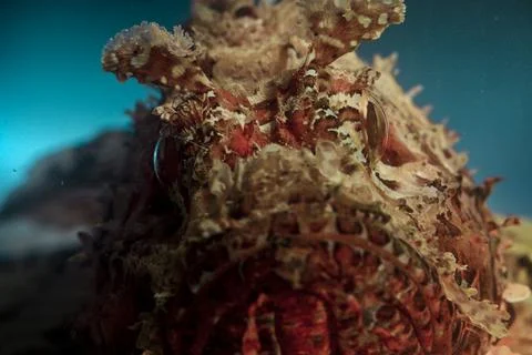 Redfish Stock Photos