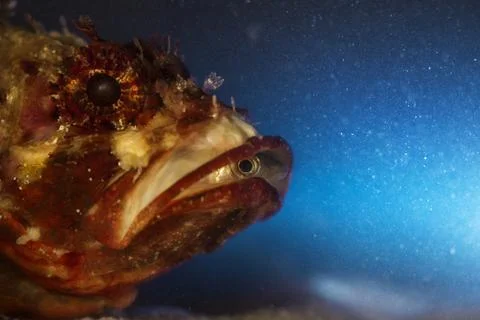 Redfish Stock Photos