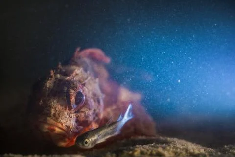 Redfish Stock Photos