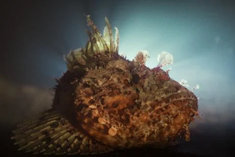 Redfish Stock Photos