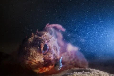 Redfish Stock Photos