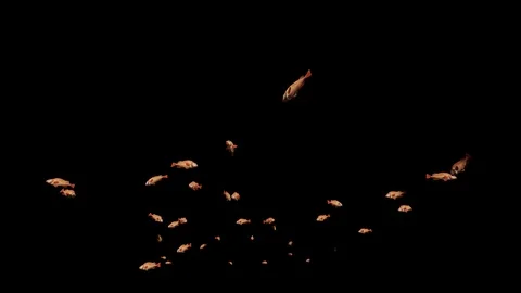 Redfish school of fish, Alpha channel Vidéo 125312920