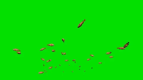 Redfish school of fish, Green Screen Chromakey Video stock 126420985