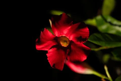 Redflower Stock Photos