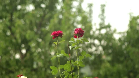 RedFlowers. Raindrops in Background. Stock Footage 37329553