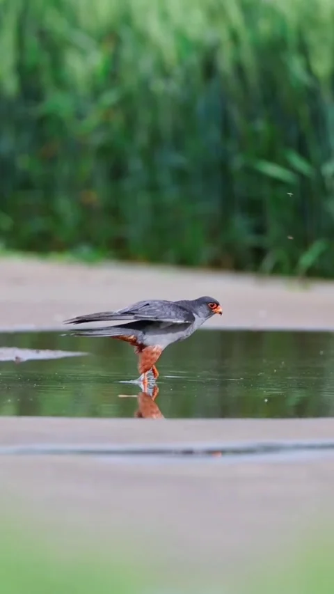 Redfooted falcon standing in a shallow puddle in a green natural setting Stock Footage 335491293