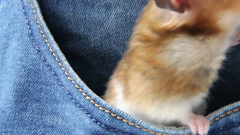 A redhaired hamster climbs out of the pocket of blue jeans A hamster in a pocket Stock Footage 242534220