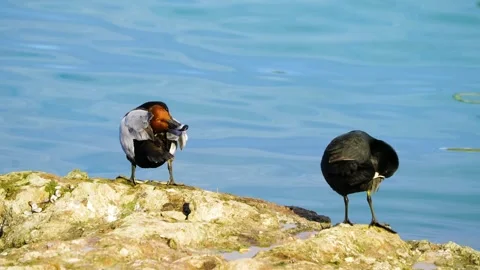 Redhead and Coot Ducks Preening on Rocky Shoreline by Calm Blue Water Stock Footage 301070494